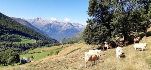 Hotels Hotel La Montagne Fleurie : photos des chambres