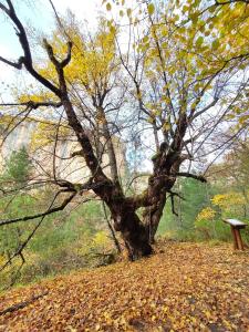 Alojamientos Rurales La Hoz