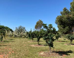 Belalie Wines