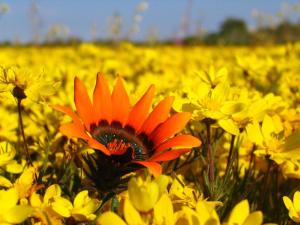 Kamieskroon Cosy Cottage