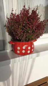 Apartman Jež - free parking, self check in