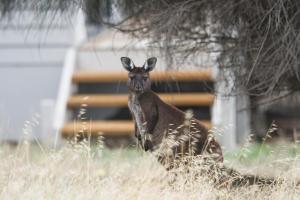 Sea Dragon Kangaroo Island