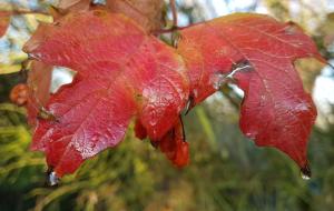 B&B / Chambres d'hotes Les Jardins : photos des chambres