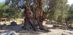 Villa Marcyr Heraklio Greece