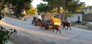 Villa Marcyr Heraklio Greece