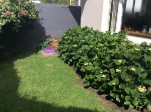 Jasmine Cottage - Cool cottage, hot location