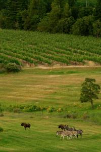 Wildlife Retreat on a Wine-Farm