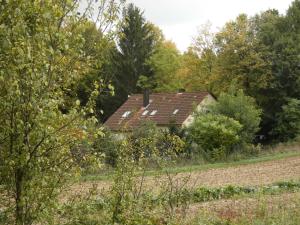 Goldener Fuchs in Moschendorf