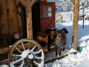 Maisons d'hotes Les Grands Champs : photos des chambres