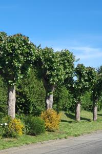 Hospedaje los Alamos