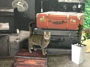 Sacvoyage - 维什戈罗德