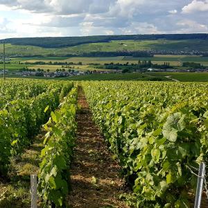 Le Cocon à Ay-Champagne Escapade romantique & dégustation de Champagne