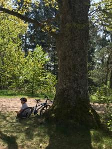 Appartements Logis Du Haut-Koenigsbourg : photos des chambres