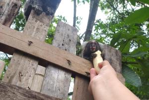Pousada Recanto Do sagui