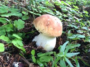 Gasthaus Oberweissen-Hittl