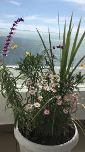 Departamento Terrazas de Cochoa 1 dormitorio