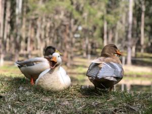 Telegraph Retreat Cottages