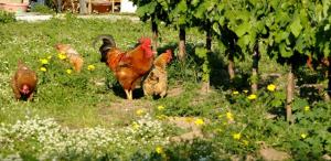Lithies Farm Houses Zakynthos Greece