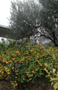 Panoramic view near the beach in Portotož+P