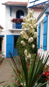 B&B / Chambres d'hotes Les Volets Bleus : Chambre Lits Jumeaux