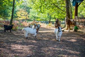 Domaine de la Forge photo 24