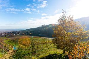 Appartements Gite La Rodernelle - Sauna privatif - Climatisation - Vue sur le Chateau du Haut Koenigsbourg : photos des chambres