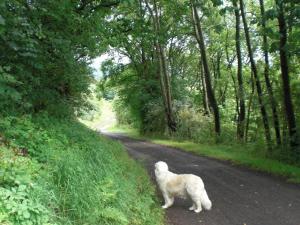 Dog friendly holiday home in the Kn ll with covered terrace