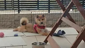 Guesthouse Gifu SUAI - Kakamigahara