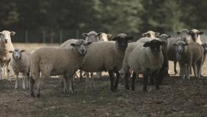 Tatarska Zagroda - Agroturystyka Dolina Baryczy Noclegi - Domek Jelonek