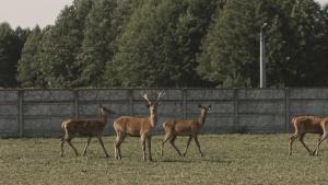 Tatarska Zagroda - Agroturystyka Dolina Baryczy Noclegi - Domek Jelonek