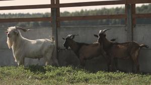 Tatarska Zagroda - Agroturystyka Dolina Baryczy Noclegi - Domek Jelonek