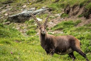 Panoramarestaurant Kaiser Franz-Josefs-Höhe