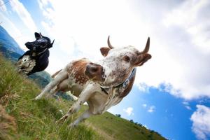 Hotels Auberge Obersolberg : photos des chambres