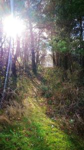 Appartement charmant à La Salvetat-sur-Aout 50 m² avec jardin