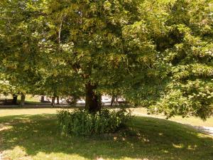 Maisons de vacances Very spacious cottage with a separate guest house on a medieval domain : photos des chambres