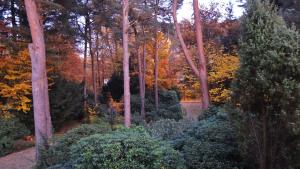 Ferienwohnung Kiefernblick-Wedemann