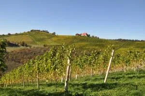 Weingut Kögl - Sulz