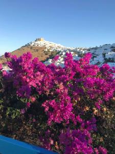 Korali Astypalaia Greece