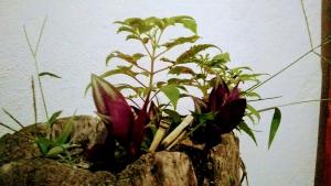 Casa Venus en Acuario