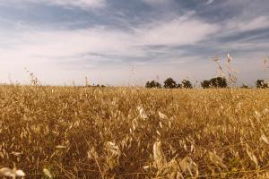 Borgo Le Colline Luxury Agriturismo in Tuscany