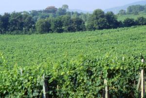 Agriturismo Palazzo Bandino - Wine cellar, on reservation restaurant and spa