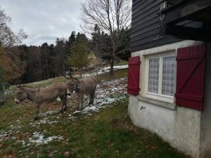 Chalets Le chalet de Rothenbuhl : photos des chambres