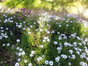 Residencefusaro pajare Specchia