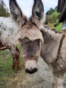 Texas Longhorn Ranch Neumannhof