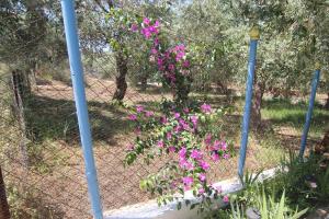 Joanna's House Thassos Greece
