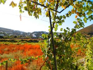 Filio Apartments Patmos Greece