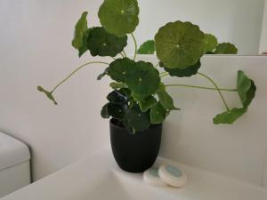 Palm Waters Holiday Villas