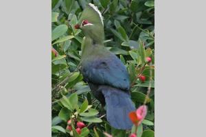 Hornbills Forest Cottages