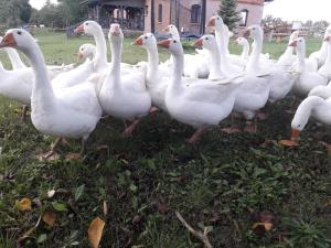 Zacisze przy lesie