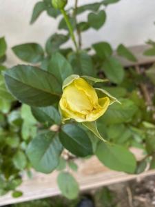 Appartements Le Hameau des Neiges : photos des chambres